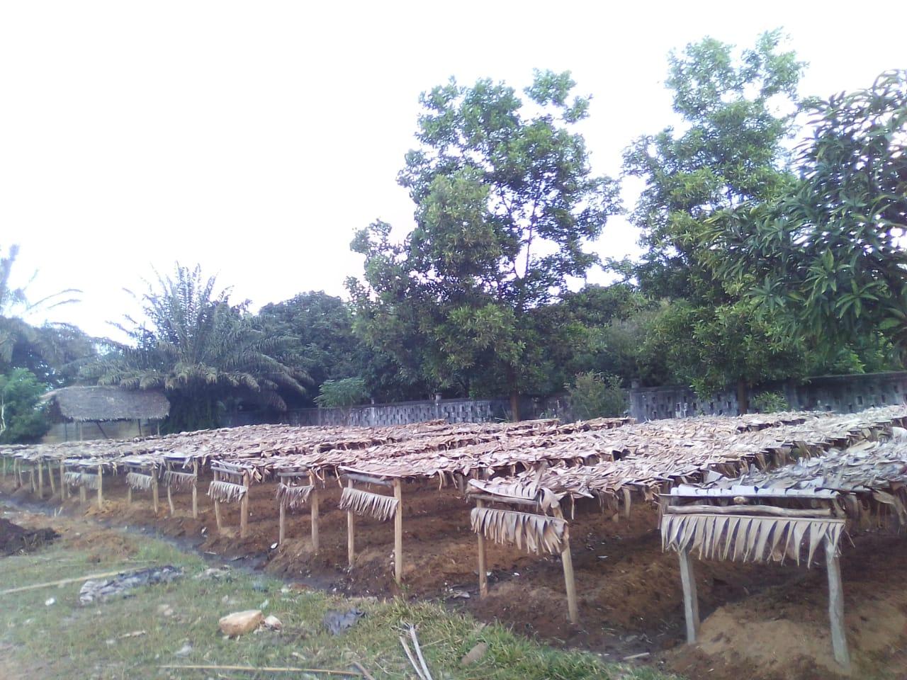 Livraison des engrais et  Amendement des parcelles