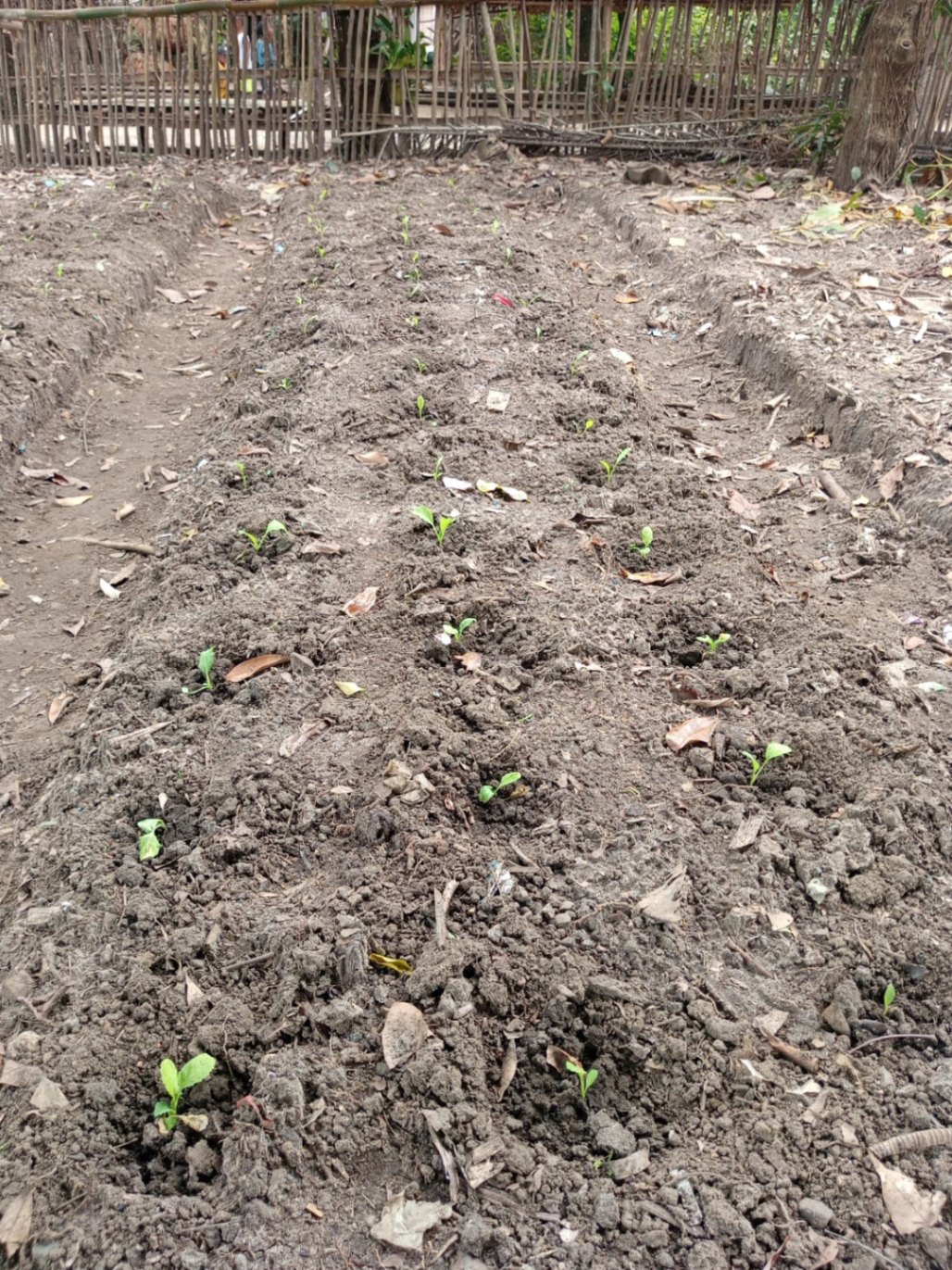 Observation de la bonne croissance des plants