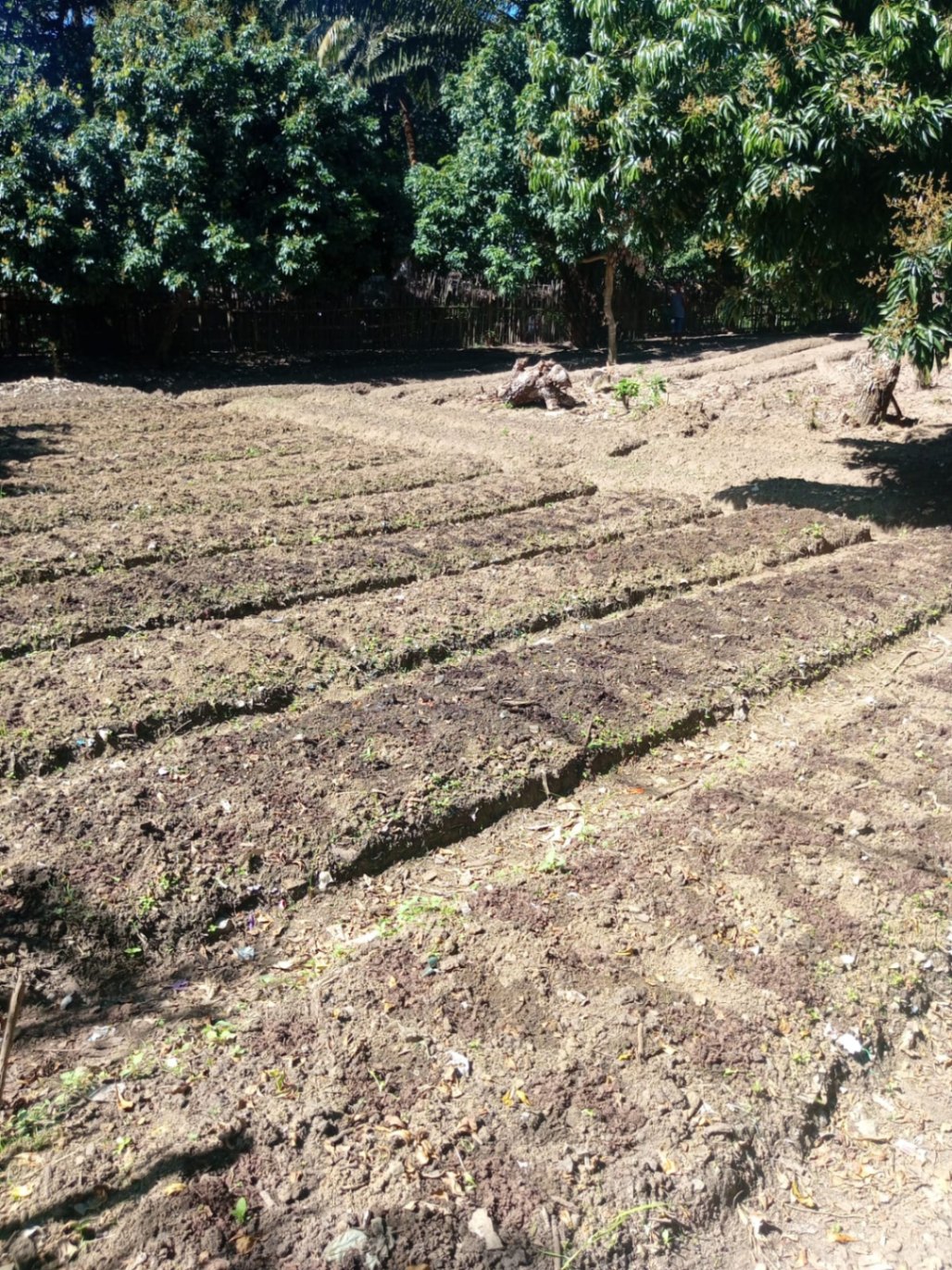 Suivi de la croissance des culture de concombre et transplantation des jeune bèdes