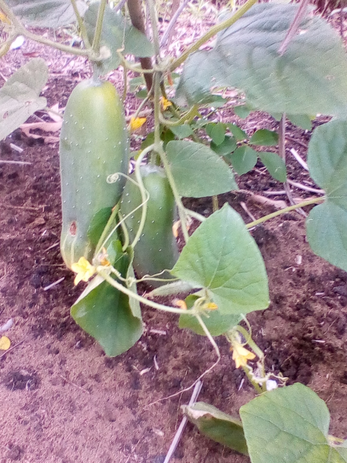 Visite parcelle de concombre