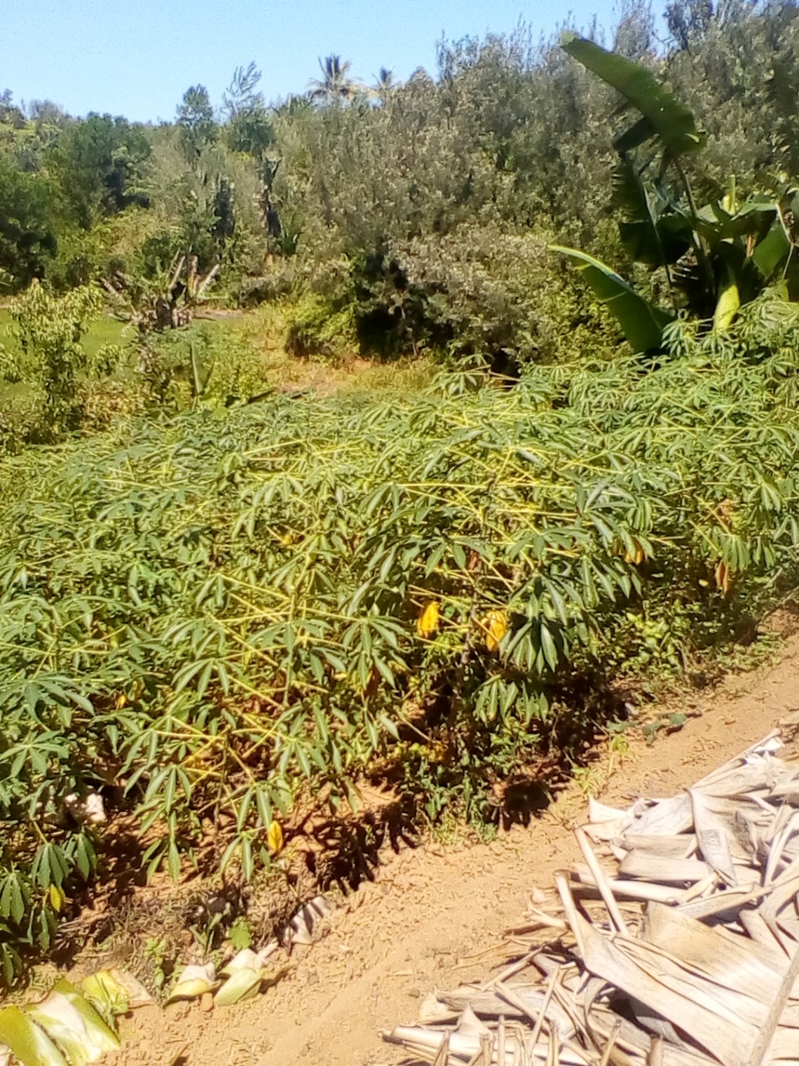 Visite jardin scolaire